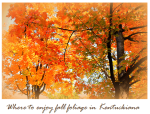 Top 5 Fall Foliage Destinations in Kentuckiana