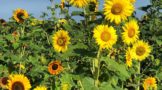 sunflower picking