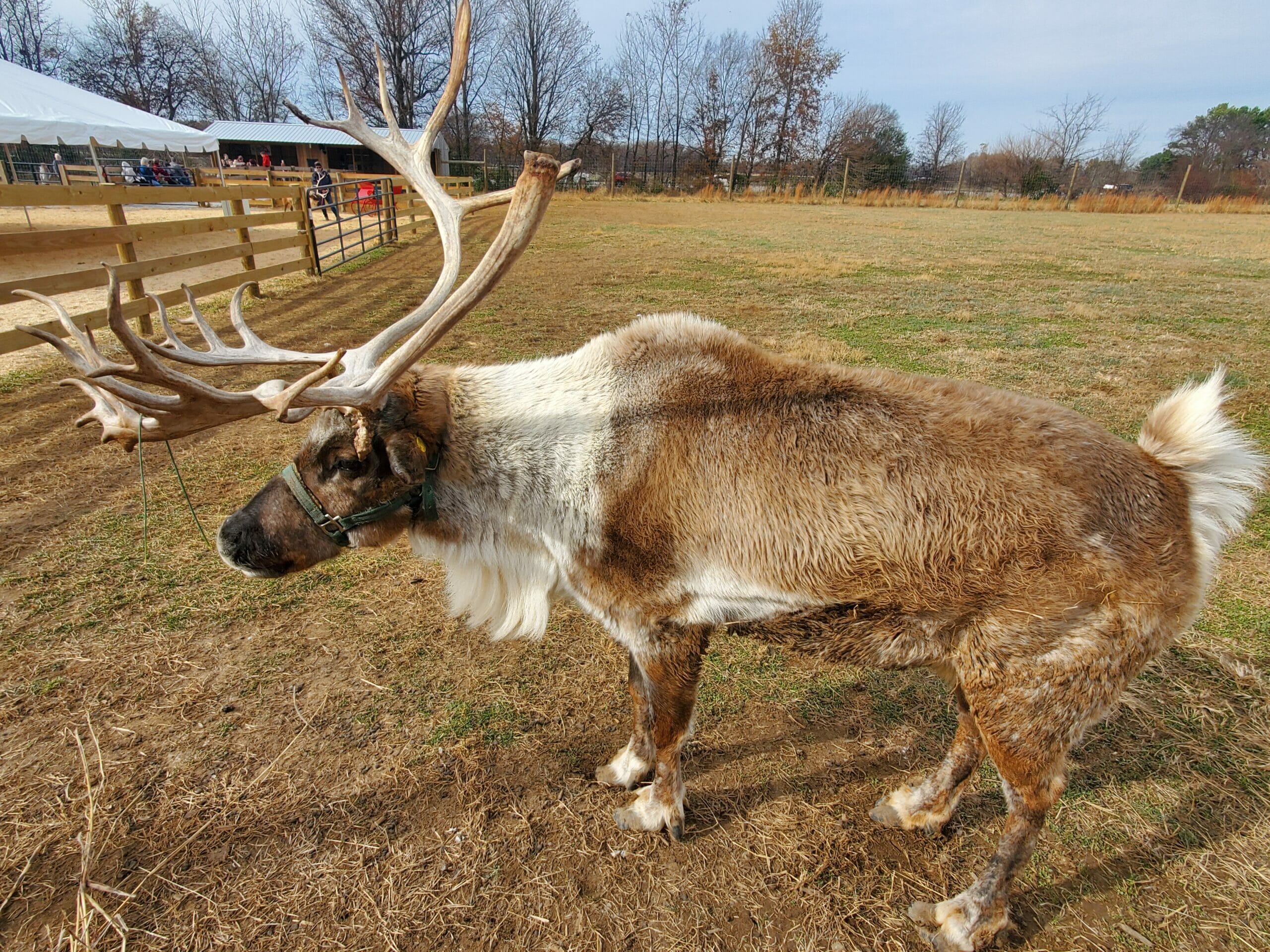 Reindeer farm in Kentucky